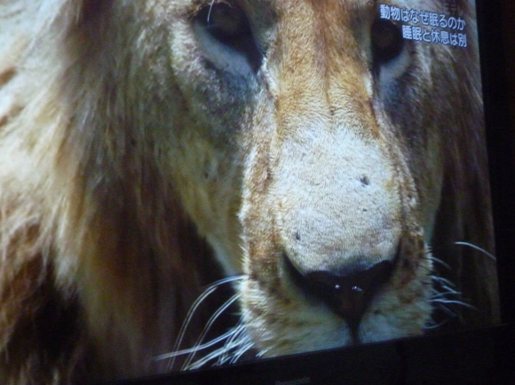 動物はなぜ眠るのか_b0217741_17542914.jpg
