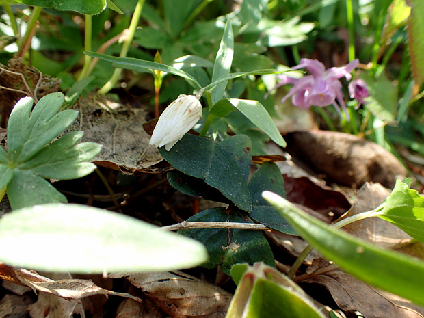 ギフチョウとお友だち・大江高山④_f0214649_21111238.jpg