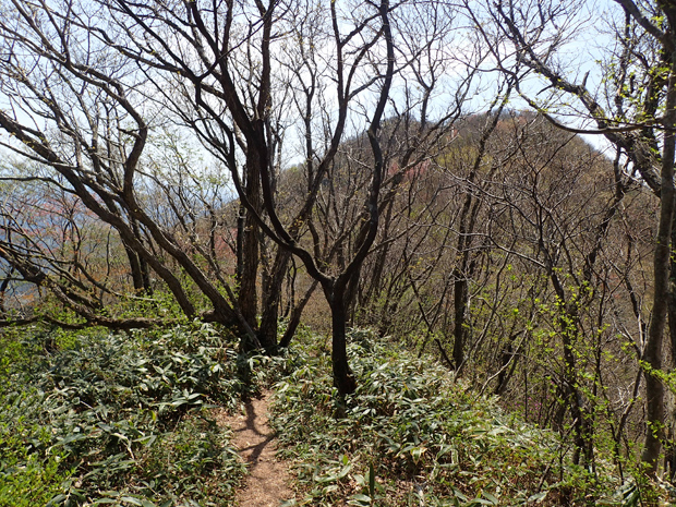 ギフチョウとお友だち・大江高山④_f0214649_2155329.jpg