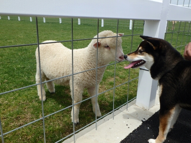 異種動物と接近inワールド牧場_d0340055_09414265.jpg