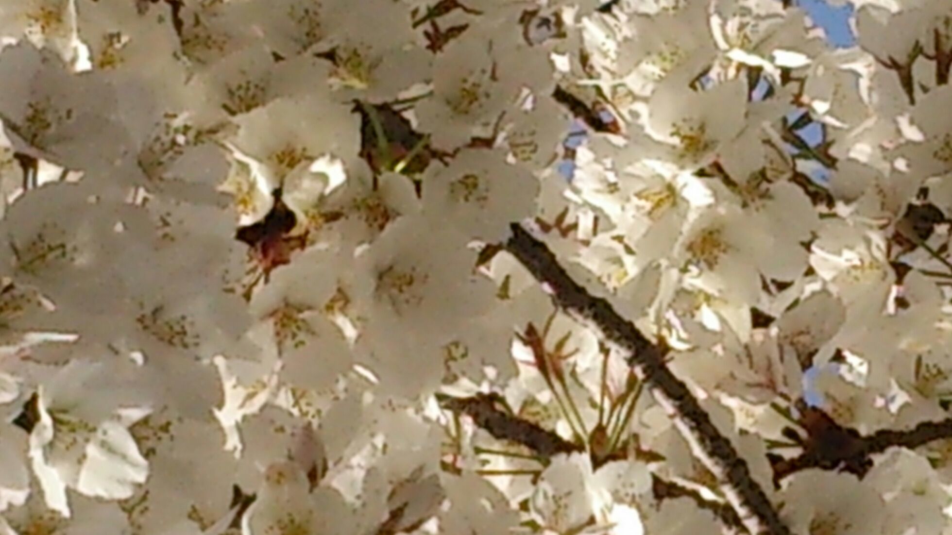 d0075857_16442062.jpg
