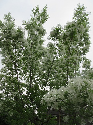 ヒトツバタゴ なんじゃもんじゃ の花 日々是好日