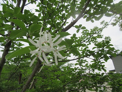 ヒトツバタゴ なんじゃもんじゃ の花 日々是好日