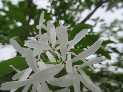 ヒトツバタゴ なんじゃもんじゃ の花 日々是好日