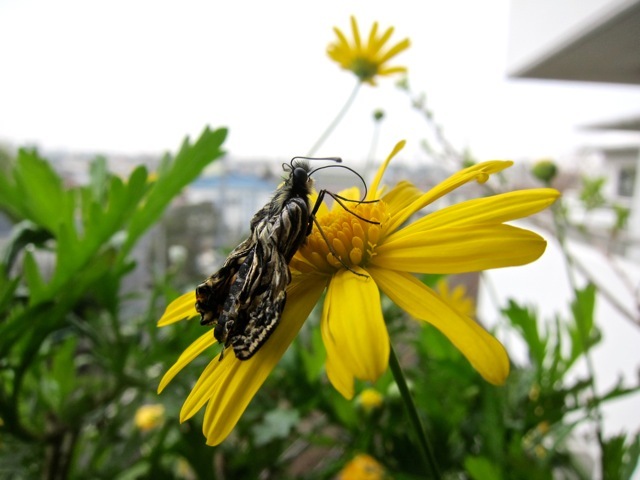 「恋する蝶々」観察日記_d0244370_08144600.jpg
