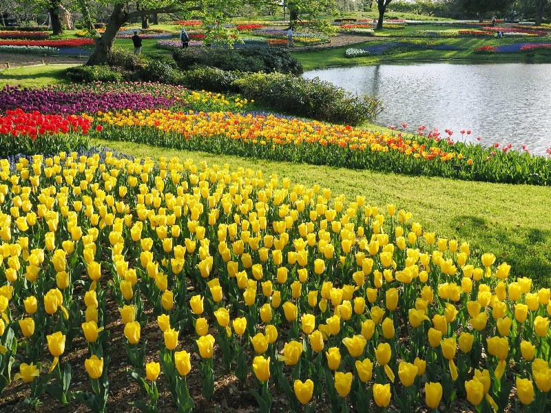 昭和記念公園チューリップの園　人の少ない日曜日_a0330871_22400884.jpg