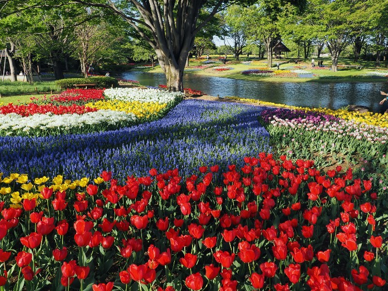 昭和記念公園チューリップの園　人の少ない日曜日_a0330871_22413147.jpg