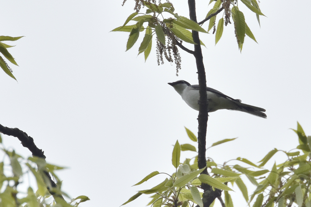 サンショウクイ_f0053272_8545094.jpg