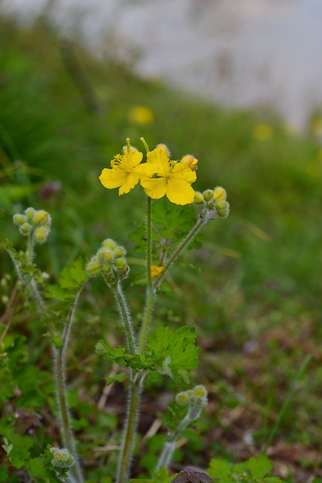 ため池の花_d0341880_7361477.jpg