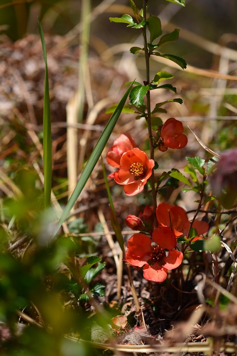 ため池の花_d0341880_736399.jpg