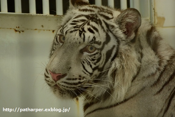 ＜自分用覚書＞　２０１６年　動物園　訃報一覧　その１_a0052986_19412852.jpg