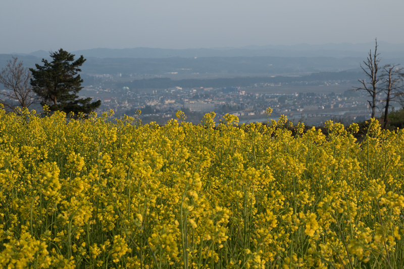 小千谷市山本山　菜の花_c0092386_20505272.jpg