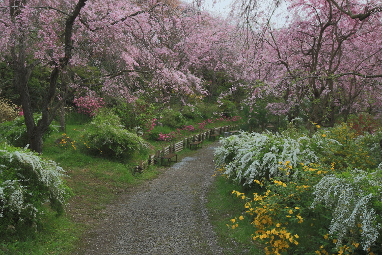 原谷苑_e0051888_0561228.jpg