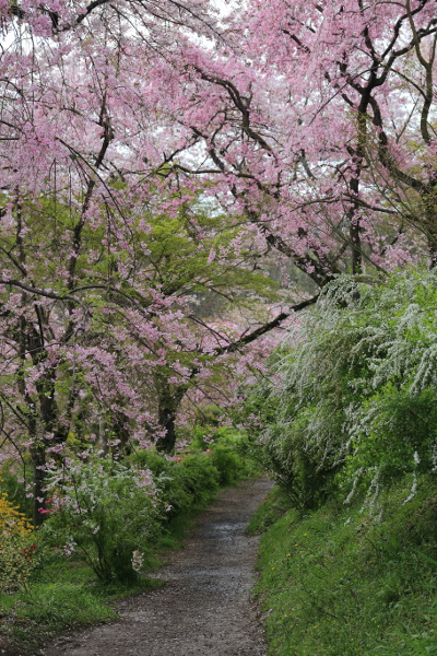 原谷苑_e0051888_0563415.jpg