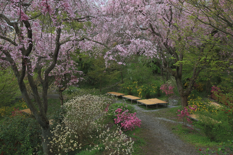 原谷苑_e0051888_0565521.jpg