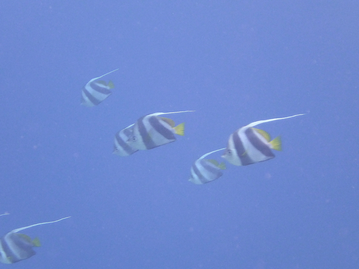 Maldives 2016 Maafushivaru　マーフシヴァル　その20　朝スノ_c0147790_13163525.jpg