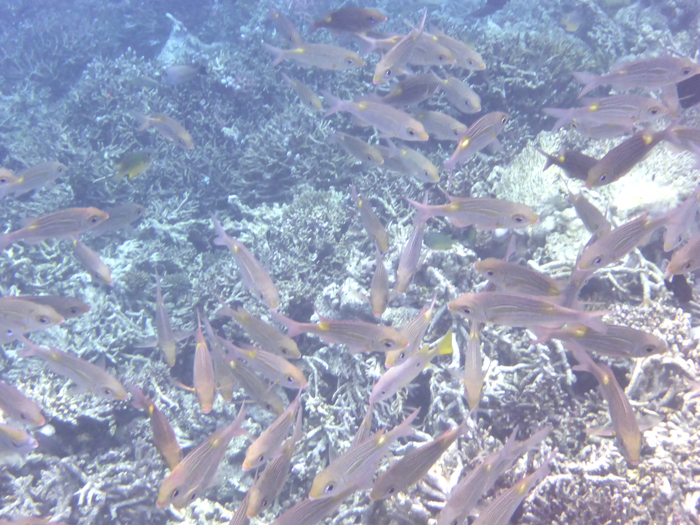 Maldives 2016 Maafushivaru　マーフシヴァル　その20　朝スノ_c0147790_1322445.jpg