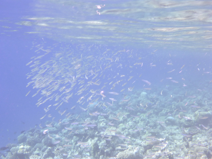 Maldives 2016 Maafushivaru　マーフシヴァル　その20　朝スノ_c0147790_13274289.jpg