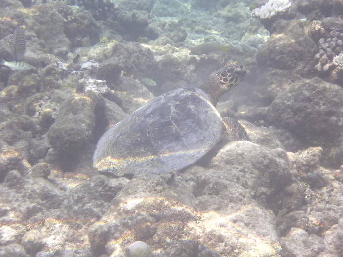 Maldives 2016 Maafushivaru　マーフシヴァル　その20　朝スノ_c0147790_13355988.jpg