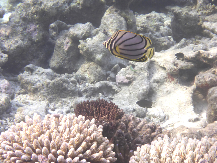 Maldives 2016 Maafushivaru　マーフシヴァル　その20　朝スノ_c0147790_13411142.jpg