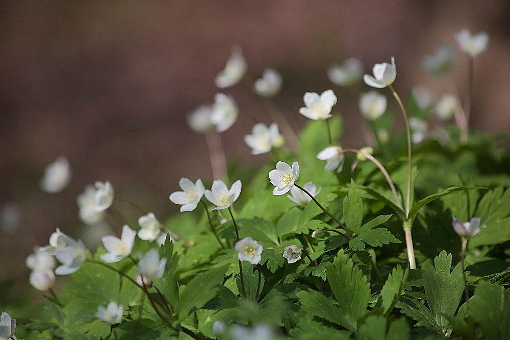 赤城自然園の春の花_d0334291_19201759.jpg