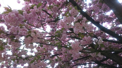 冬日の桜&#127800;_e0151592_04511931.jpg