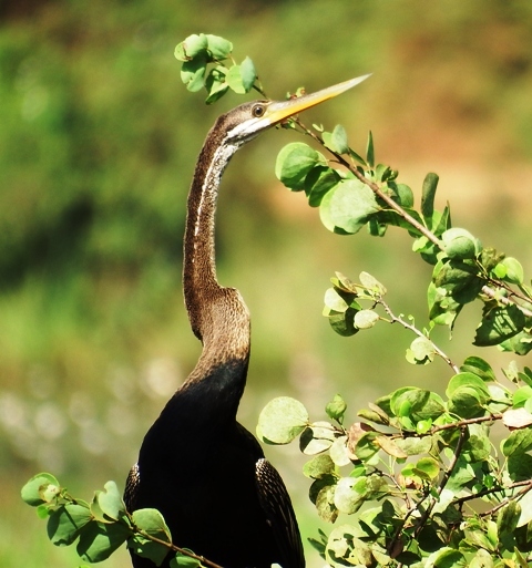 Darter_c0355395_15033821.jpg