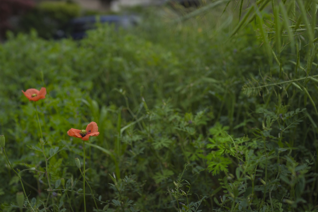 なぜ植物図鑑か そこに在るもの なぜ植物図鑑か そこに在るもの