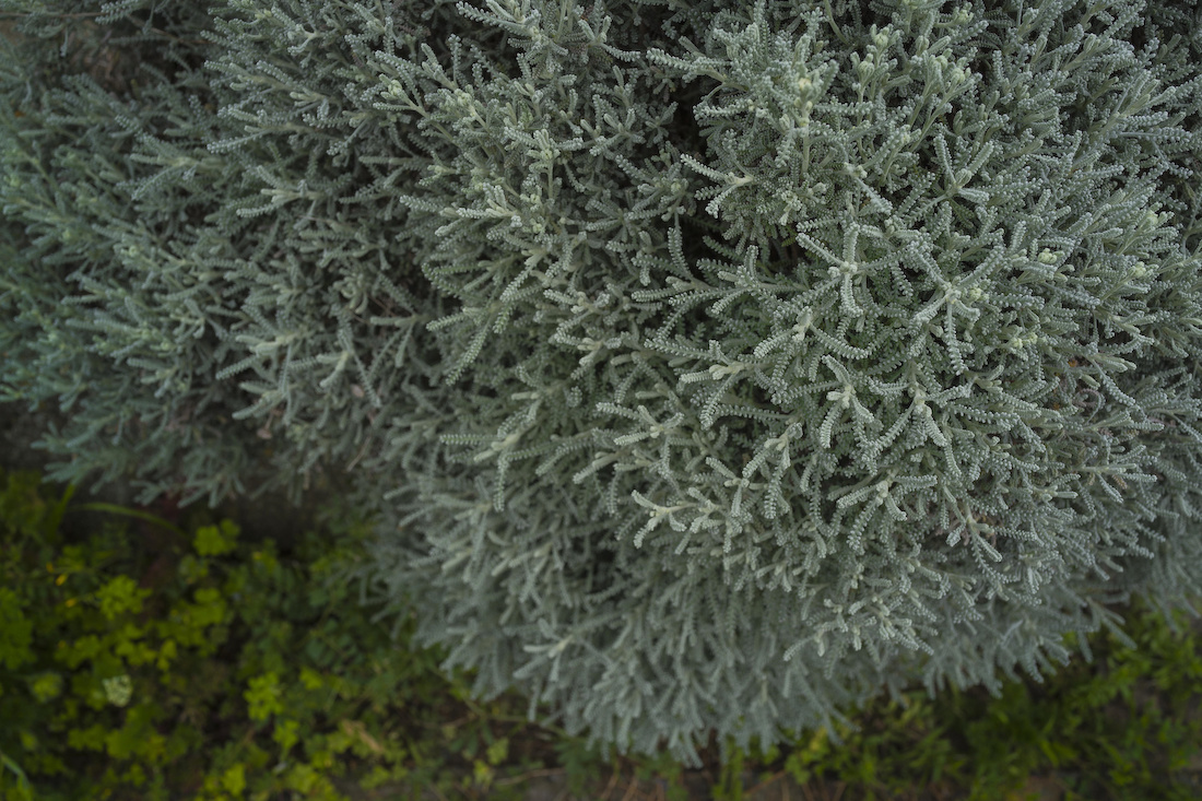 なぜ植物図鑑か そこに在るもの なぜ植物図鑑か そこに在るもの