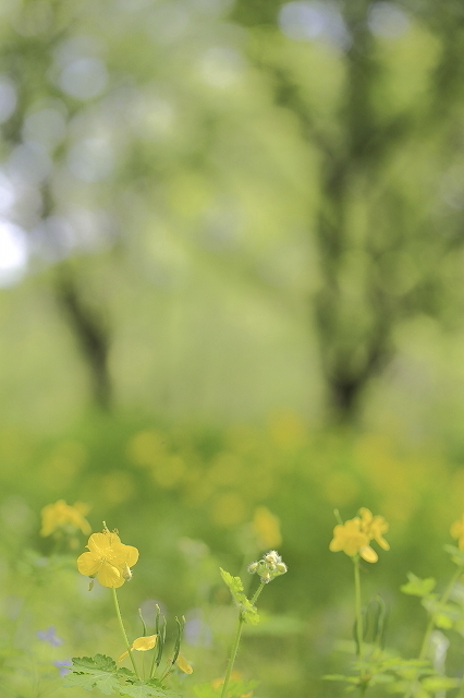 春のこもれび＠都立野川公園　　2016.4.23(土)_c0213096_09142524.jpg