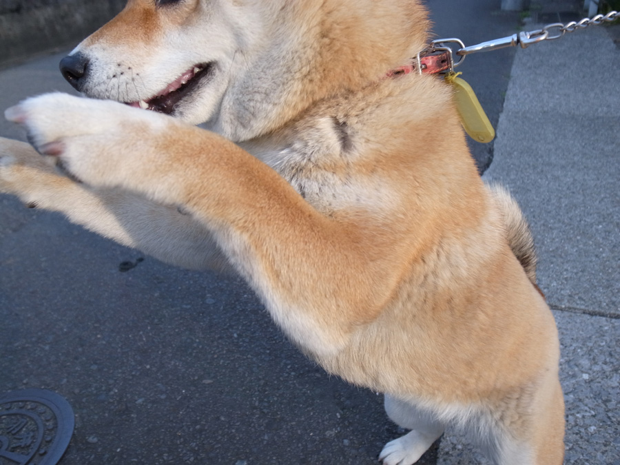 c0049299_2232463.jpg