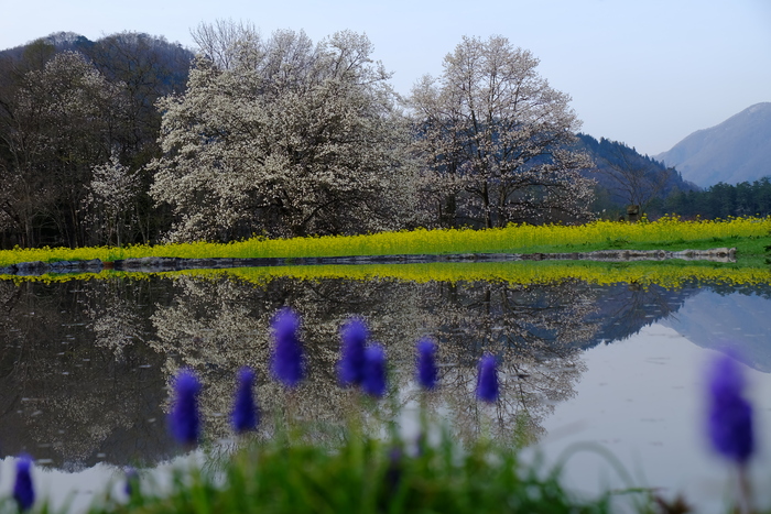 白馬「大出公園・四十九院コブシ」_d0020300_23563296.jpg