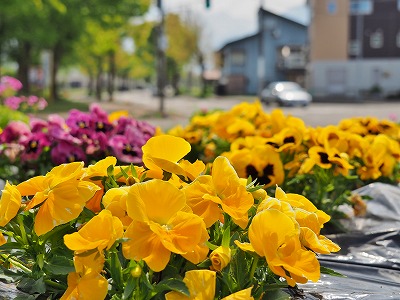 浦佐の花道散歩です_c0336902_2075110.jpg