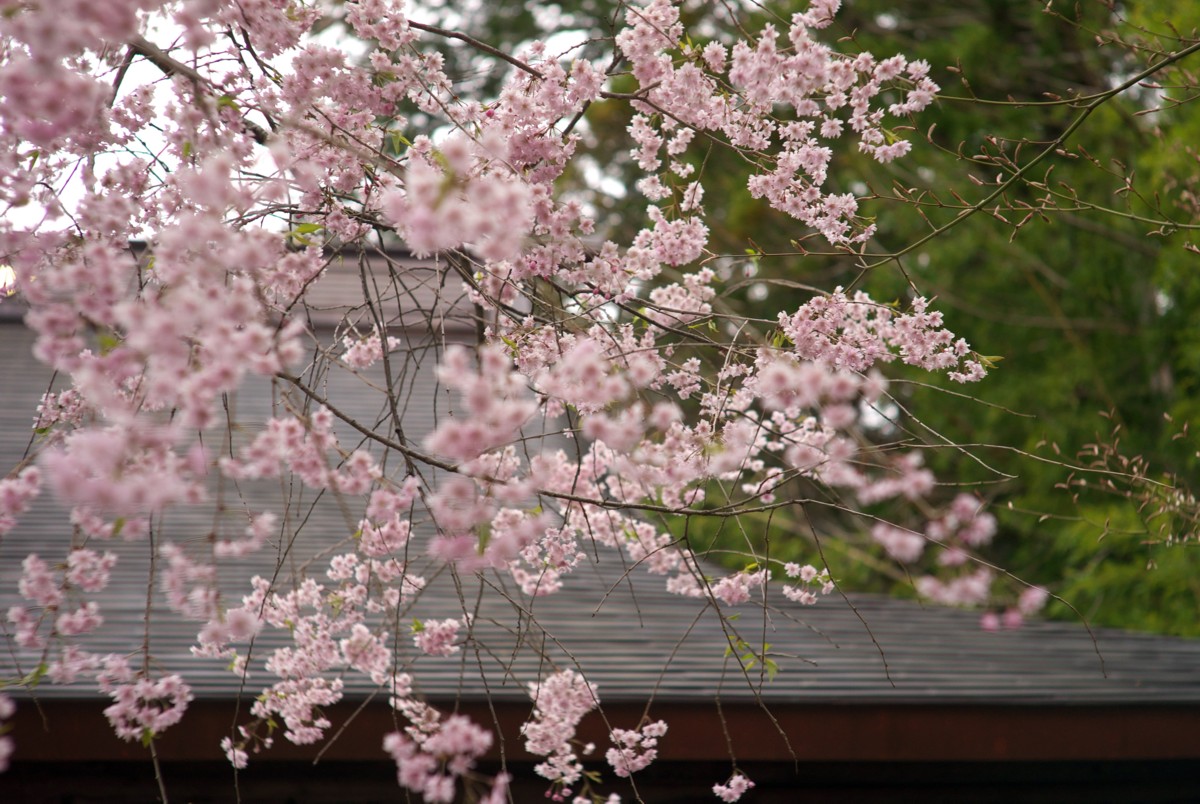 御柱祭の間の下諏訪宿　－　今年の桜撮り納め（？）_c0156404_10515542.jpg