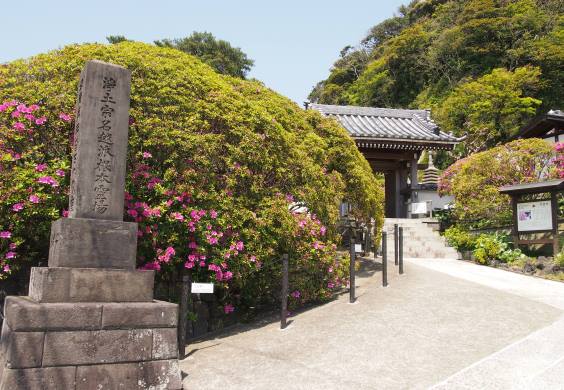 オオムラサキ咲く安養院(2016.04.26)_e0245404_1430815.jpg