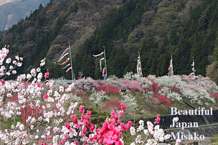 初夏5月の風物詩 ﾟ 園原の里 Beautiful Japan 絵空事