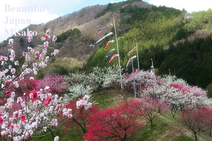 初夏5月の風物詩.｡･：＊：･ﾟ`☆､｡　園原の里 - Beautiful Japan 絵空事