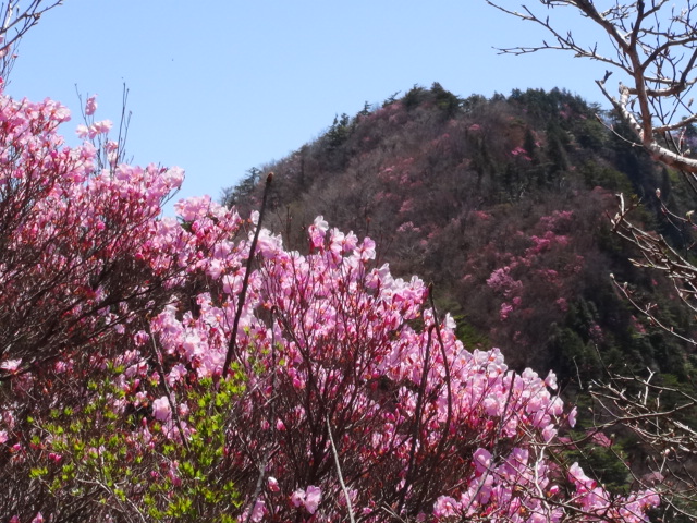 三ツ森山を散策（白・ピンク）曙ツツジ…2016/4/26_f0231709_16534667.jpg