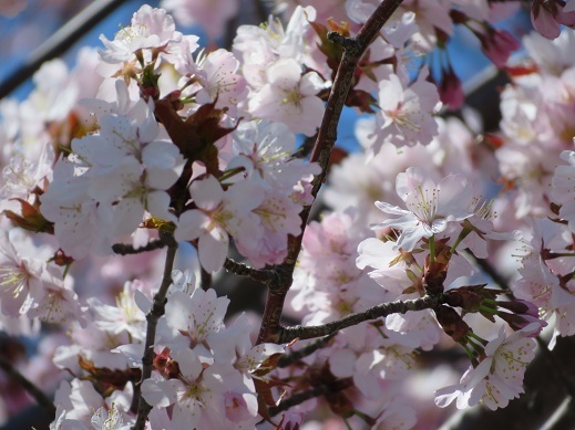 走ってやってきた春　桜が咲いた_f0325309_12473565.jpg