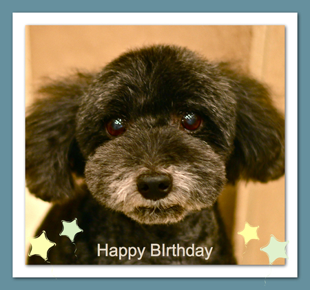 Happy Birthday プポちゃん♡_d0060413_20481382.jpg
