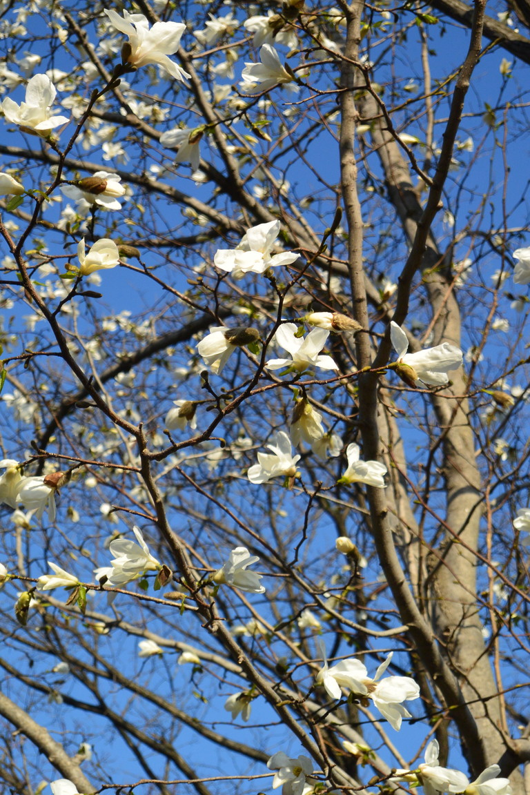 2016年4月　『北海道大学早春賦』　April 2016 \"Spring has come to the campus\"_c0219616_4364987.jpg