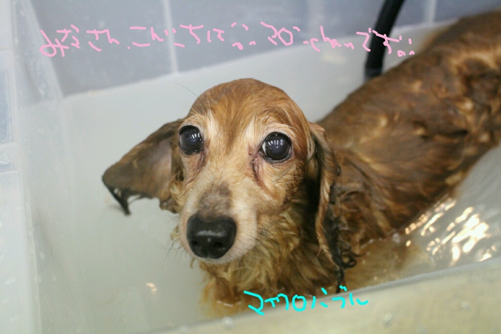 おめでとう～♪_b0130018_20185553.jpg
