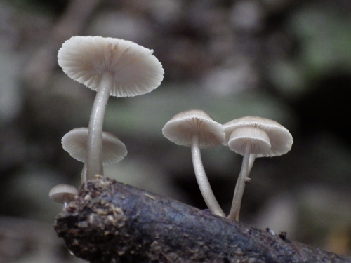 e0352220_23503488.jpg