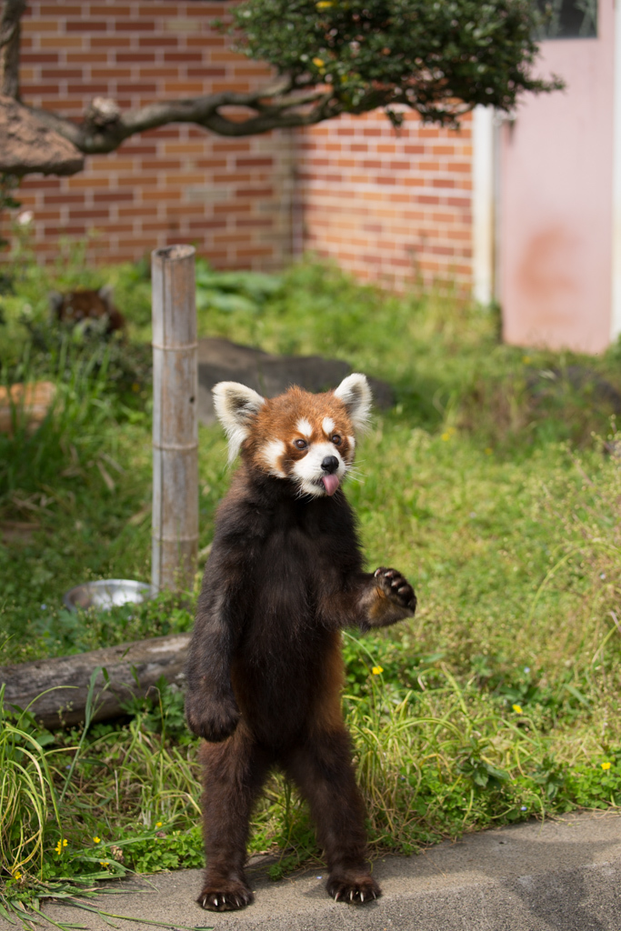 ぽかぽか陽気に誘われて　～春の動物園オフ～ #02_d0161322_23215694.jpg