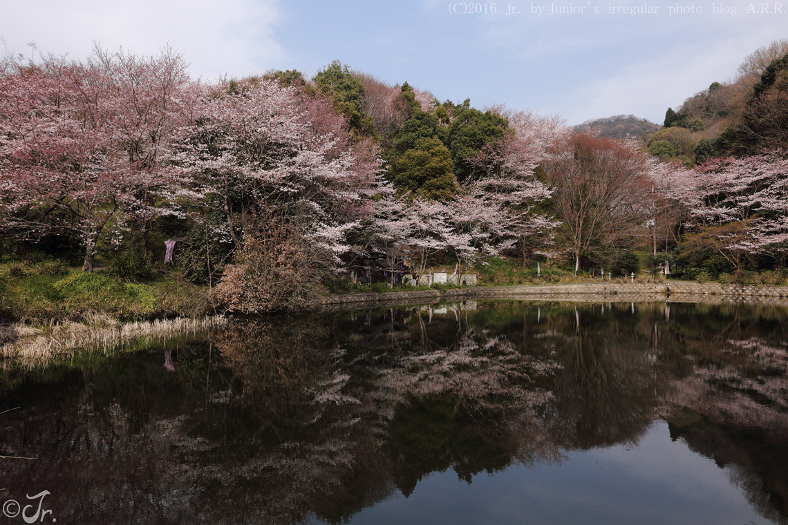 それぞれの春。_a0313234_15450938.jpg