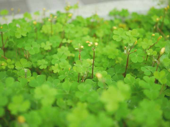 4.27　オキザリス何色の花が咲くのかな、 なので_d0241937_16155656.jpg