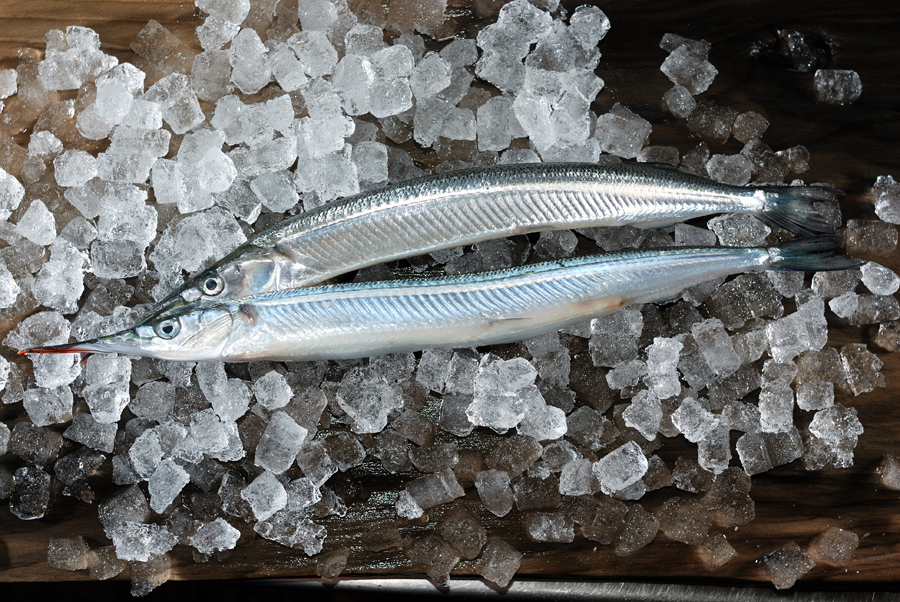 カンヌキ 大型のサヨリを閂 かんぬき と呼びますよ 魚屋三代目日記