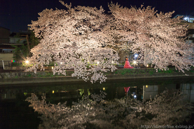 深草疎水の桜並木とライトアップ、そして瑞光寺_b0325840_19134584.jpg