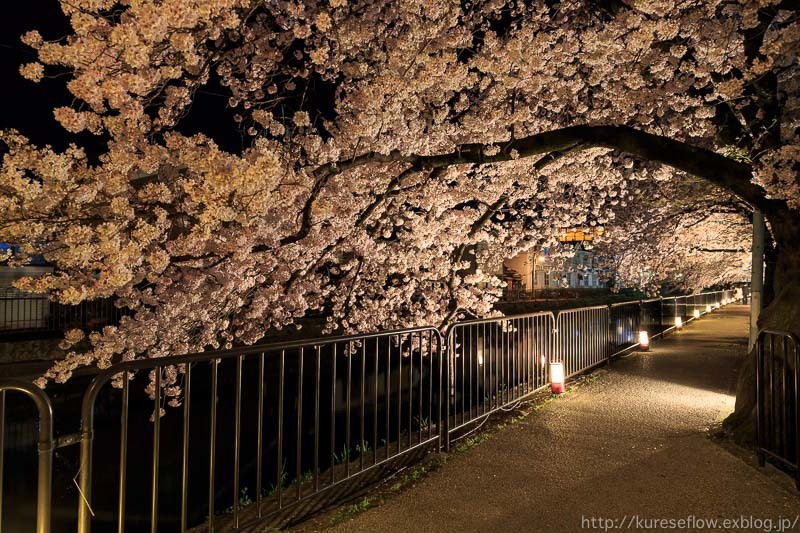 深草疎水の桜並木とライトアップ、そして瑞光寺_b0325840_19140639.jpg