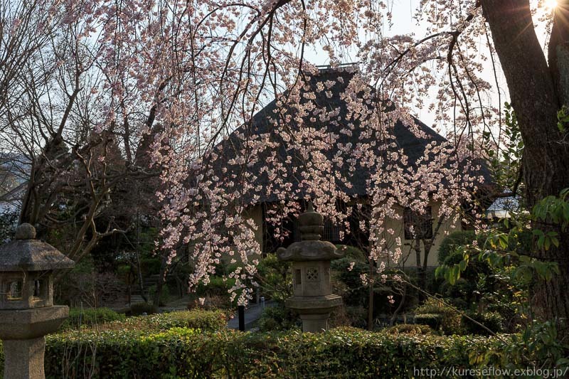 深草疎水の桜並木とライトアップ、そして瑞光寺_b0325840_19161303.jpg